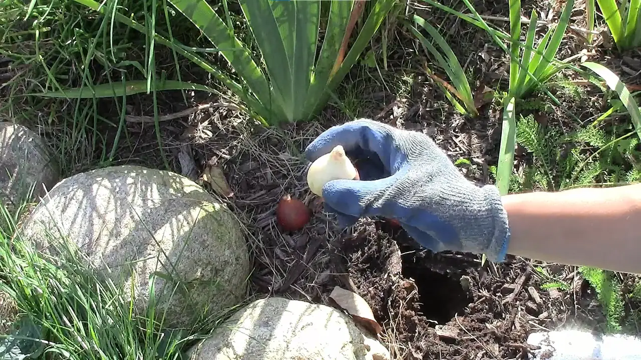 How to plant tulip bulbs