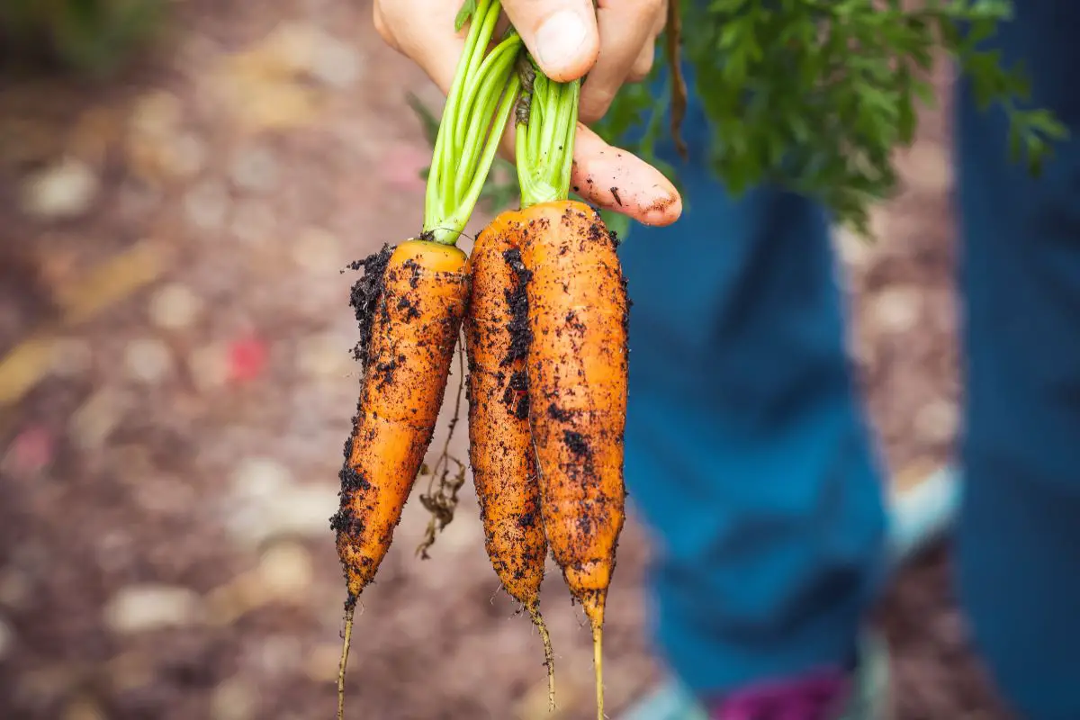 Person holding carrots that were just pulled out of the ground.