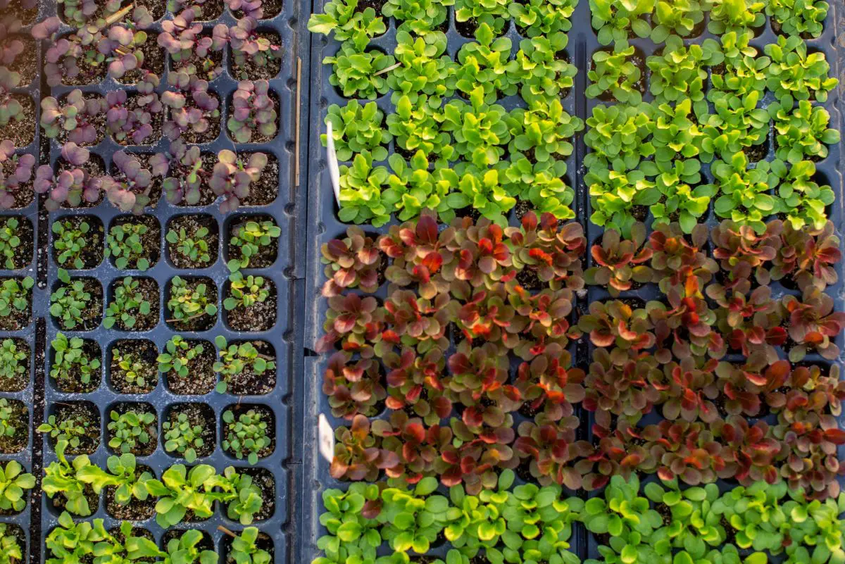 Seedlings in seed starting trays. Photo by Zoe Schaeffer on Unsplash