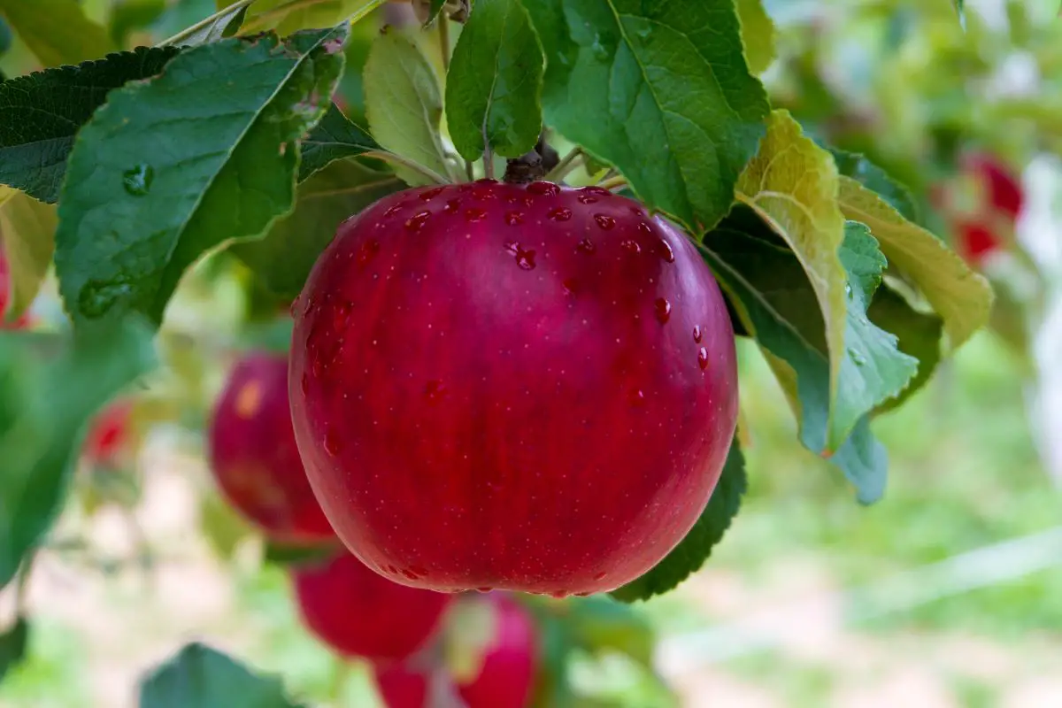 Red apple hanging from an apple tree