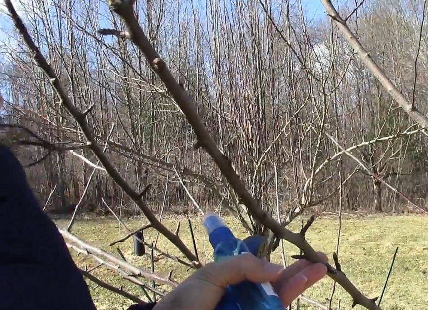 How to Prune Apple Trees for Fruit Production and Tree Health ...