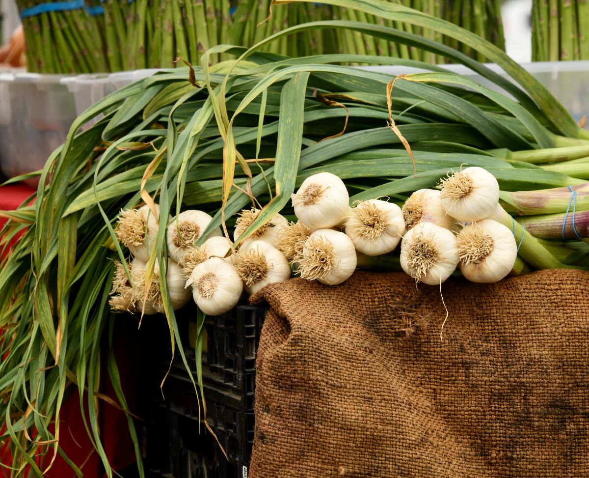 garlic plants in a basket lined with burlap.