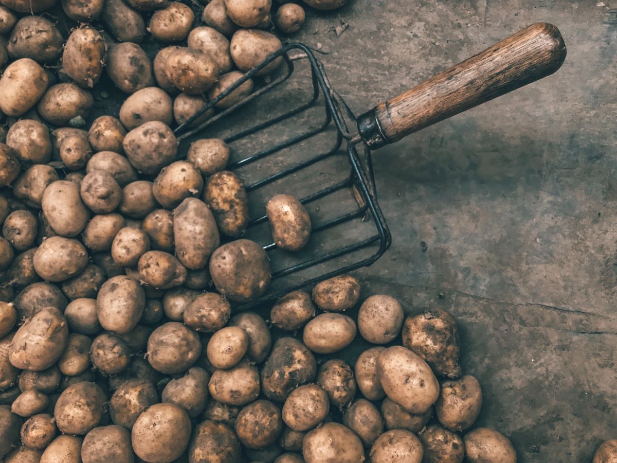 Potatoes on the floor. A short garden fork is scooping up some potatoes.