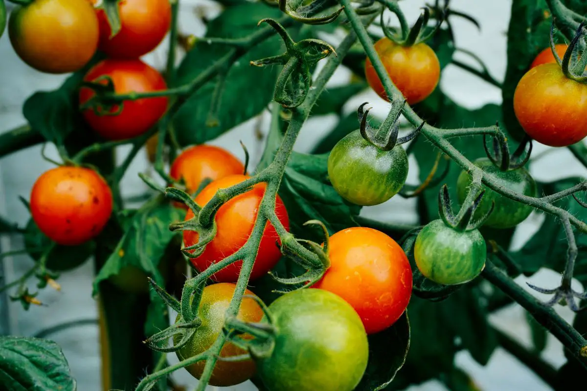 Ripening tomato fruits hanging from a tomato plant.