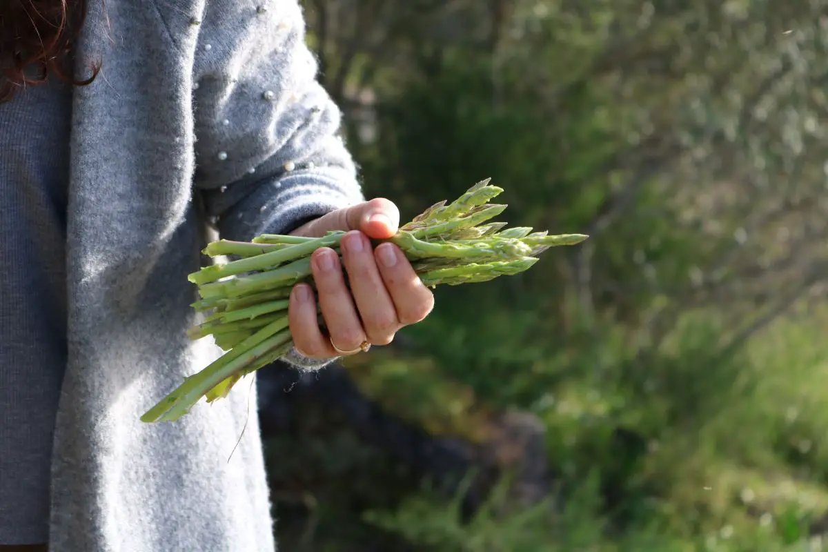 A Person standing in front of some trees, and holding a bunch of asparagus.