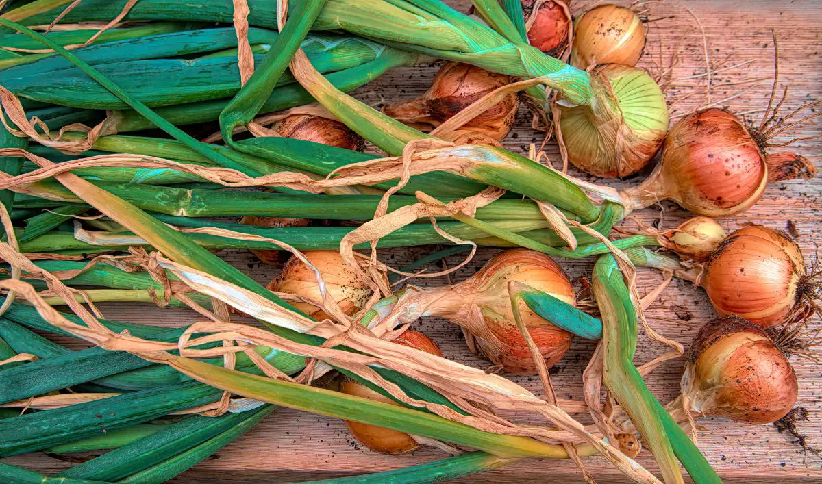 Onions with their green stalks still attached, laying on the ground for curing.