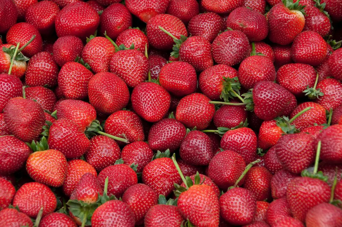 a whole lot of strawberries.