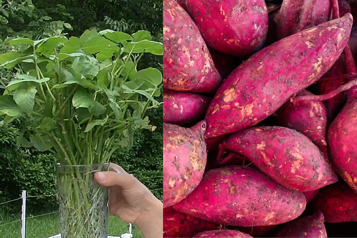 Sweet potato slips in a cup of water on the left side. Sweet potato tubers on the right side.