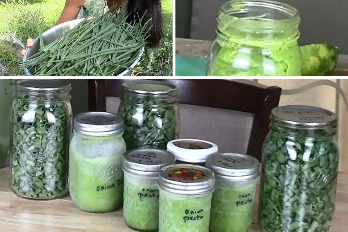 Pesto recipe - onion tops to the top left corner - pesto in a jar to the top right corner - jars of pesto arranged on a counter surface along with jars of freeze dried onions.