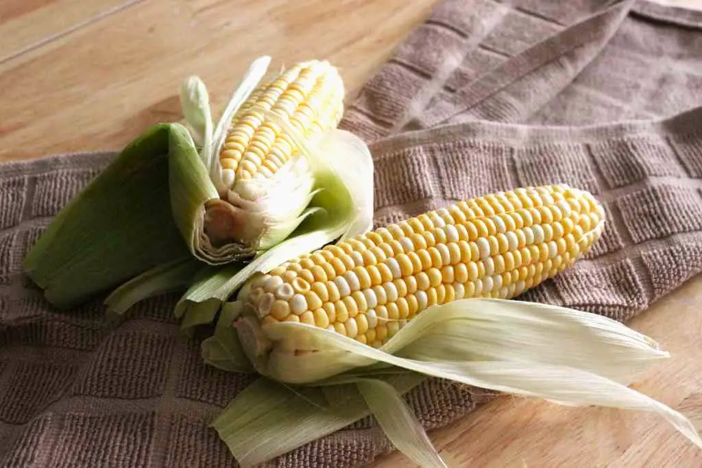 Corn On The Cob, with its husks peeled back, on a kitchen towel