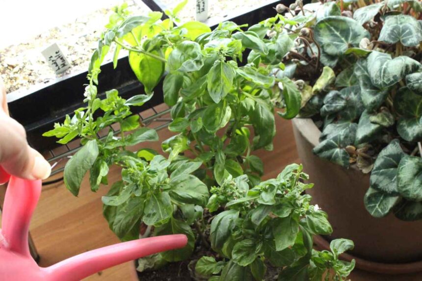 How To Grow Basil – From Seed To Harvest - Peaceful Living NH