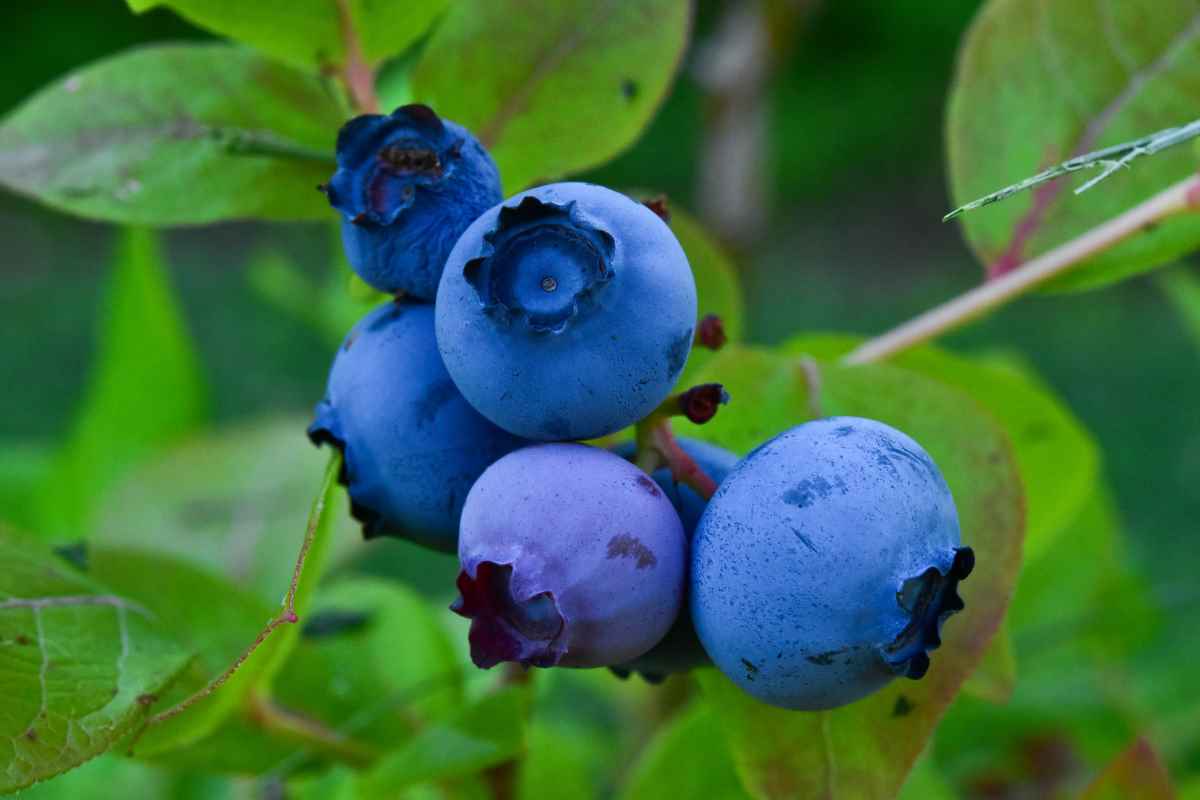 Blueberry bush with ripe blueberries