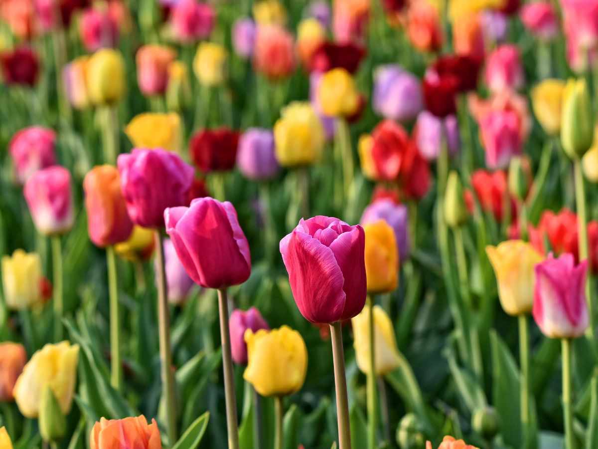 Tulip Field