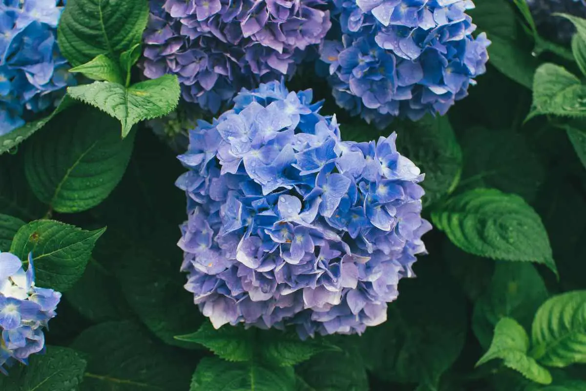 Blue Hydrangea