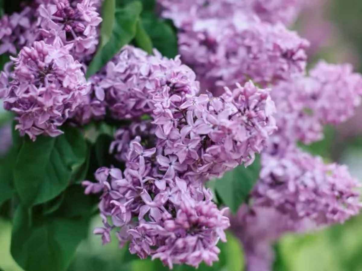 Lilac shrub in full bloom