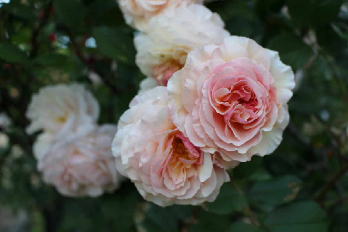 rose shrub