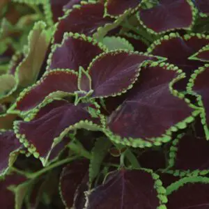 coleus, Chocolate mint in its vibrant colors of maroon leaves with the chartreuse edging.