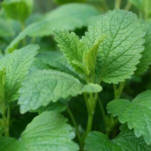 Lemon balm with its green, Lucious foliage
