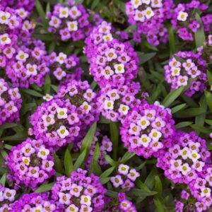 Royal carpet alyssum in full bloom. Beuatiful purple blooms with white and yellow centers.