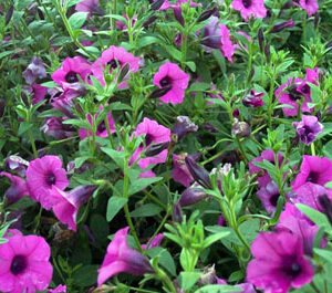 Deep Violet-Magenta petunia