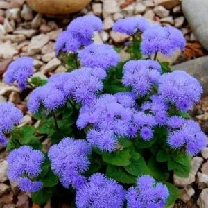 Ageratum Blue Mink with its electric blue fuzzy blooms.