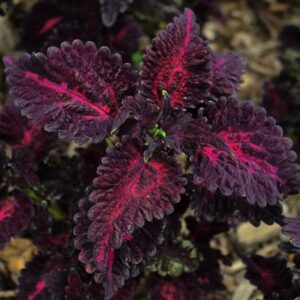 Black Dagon Coleus with its dark burgundy leaves that are decorated with inner magenta stripes.