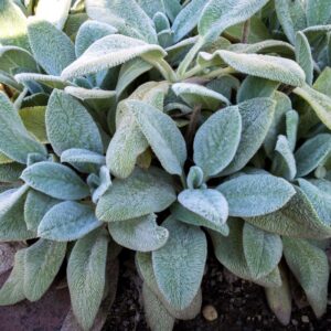 a drift of lamb's ear in the front border. It's silvery fuzzy leaves make a striking display in the garden.