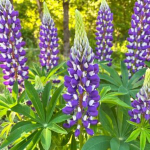 The governor lupine in absolute display of color, with its purple and white bicolor panicle of blooms, and its shredded umbrella - like leaves.