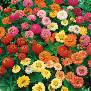 Thumbelina Zinnia mix of all colors, red, pink, yellow, orange, and white.