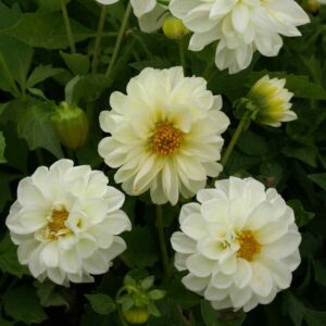 Opera white dahlia with its beautiful frilly, double white blooms, and yellow centers.