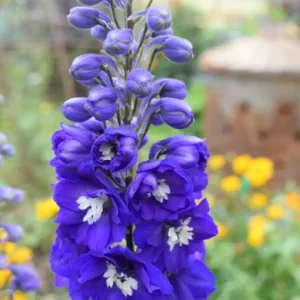 Blue Panicles of blooms with white centers in each flower.