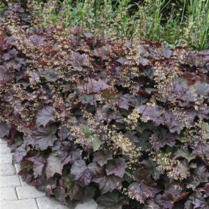 Palace Purple Heuchera in its full bloom. Beautiful burgundy leaves, and creamy, airy blooms.