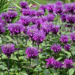Fuzzy, purple monarda blooms stand tall over its minty, green foliage.