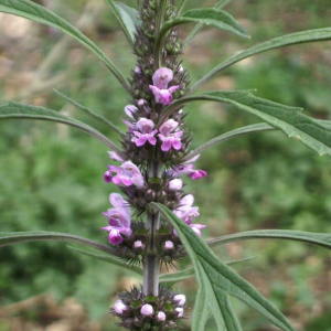 Motherwort bloom, with purple tiny flowers that extend along the panicle of bloom. Tiny seated leaves project from in between some of the blooms giving it a bit of a wild look.