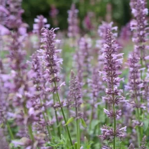 rosy-lavender bloom spires over minty blue foliage.