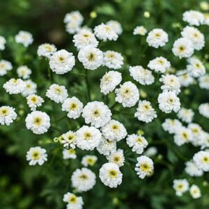 tetra white feverfew in full blooms. The blooms are a wonderful double tiny bloom with a yellow center that appear as a thick sprinkling above the plant's foliage.