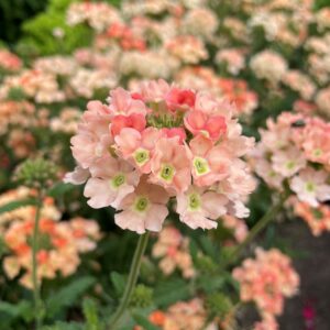 Beautiful peachy apricot blooms that change color as they age. The fresher blooms are darker, while the older blooms age to a lighter peach. Each flower head has multiple tiny blooms.