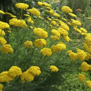 golden umbels of blooms over silvery, green foliage