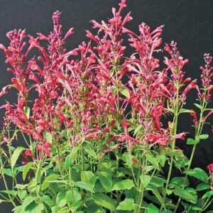 Raspberry daiquiri agastache in full bloom. Beautiful Magenta-red colored blooms.