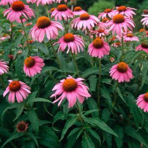 echinacea Purpurea - purple cone flower in bloom with pink daisy like flowers and an orange cone center.