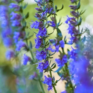 blue hyssop blooms.