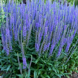 Blue Veronica plant in full bloom.