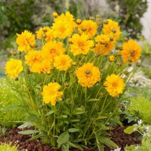 coreopsis lanceolata in full bloom with its sunshine yellow daisy like blooms