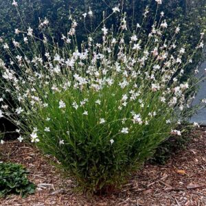 White Guara with its white blooms whirling like butterfly on their wispy stems.