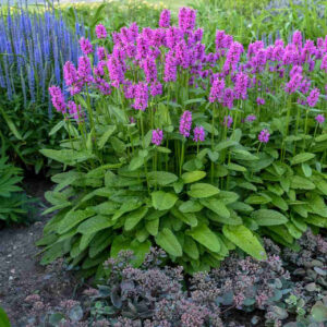 Betony with its beautiful oval foliage and magenta blooms that stack neatly above its foliage.