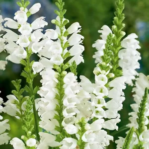beautiful white , snapdragon like, blooms of the obedient plant