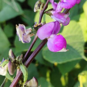 Purple Hyacinth Bean in Bloom