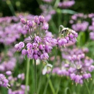 Pink Nodding Onions in bloom