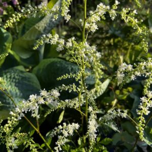 Astilbe Deutschland in bloom - white creamy feathery looking blooms