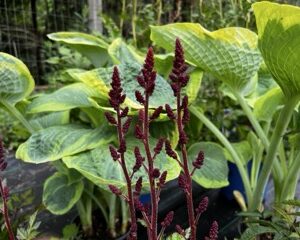 Visions in red astilbe plant in budding stage